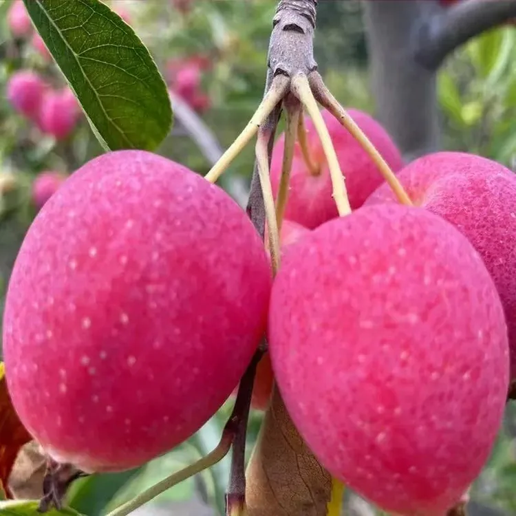 嫁接鸡心果树苗超甜小果实食用观赏耐寒盆栽地栽南方北方种植