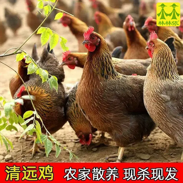 [可白切]散养清远走地鸡 现宰现发清远麻鸡脆皮老母鸡新鲜土鸡肉