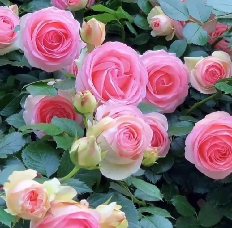 全国包邮耐热耐寒爬藤蔷薇月季盆栽地栽适合庭院阳台红色粉色无刺