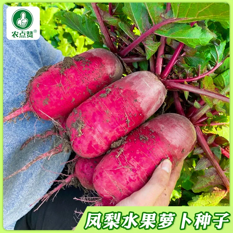 【凤梨萝卜种子】甜脆水果红皮红心萝卜籽阳台盆栽蔬菜种子