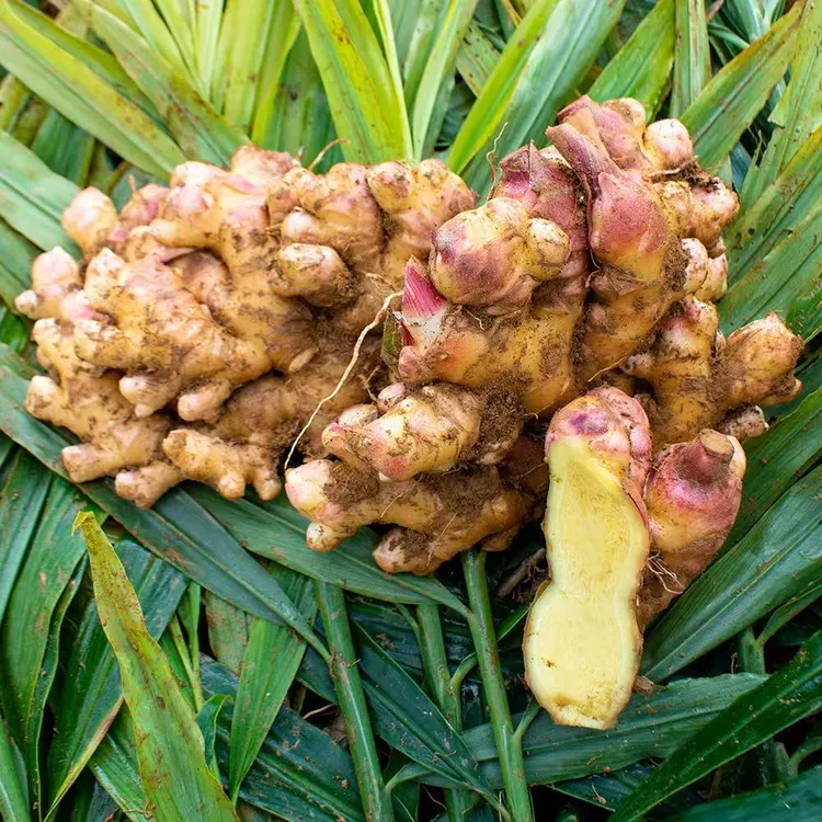 新鲜采挖云南小黄姜应季蔬菜新鲜生淹凉拌清脆爽口