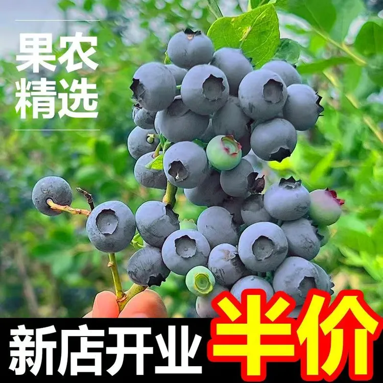 山东鲜果H5精品蓝莓大果15mm以上脆甜多汁现摘现发