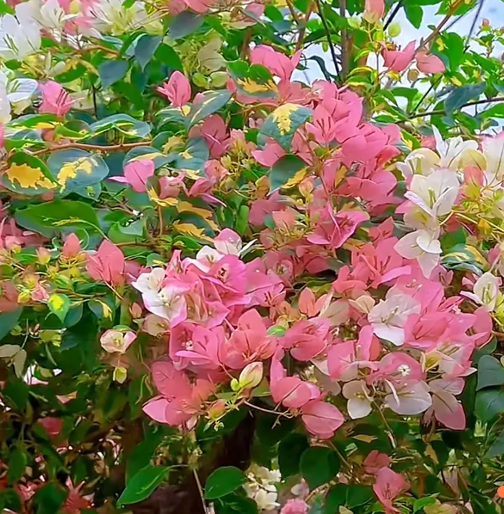 【金心程白牙签苗】勤花三角梅袋苗四季开花包对版发货