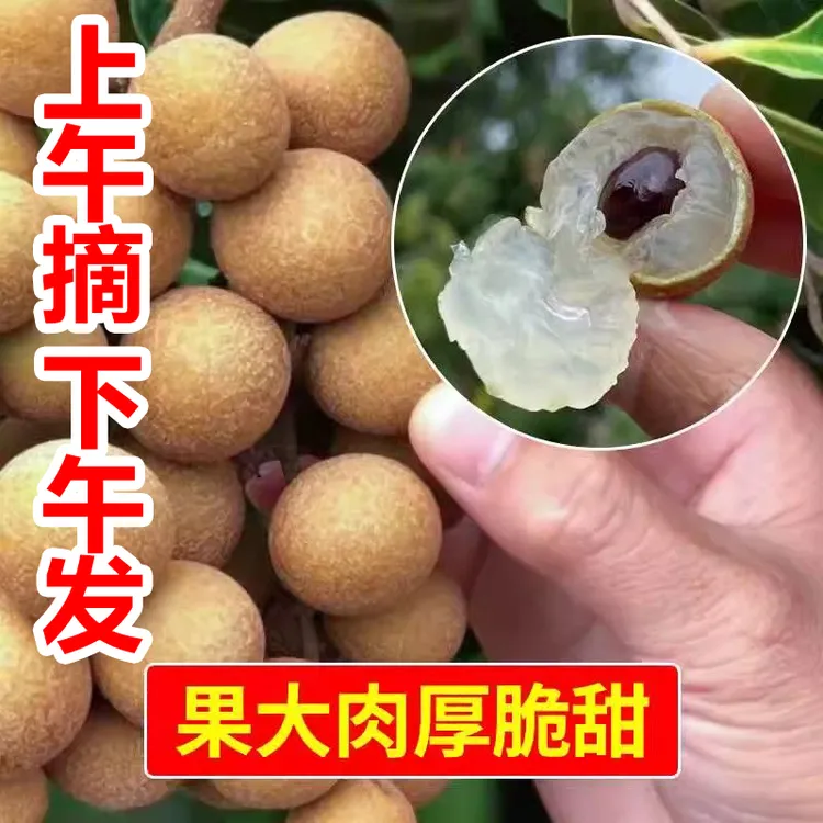 广东当季新鲜龙眼现摘岭南新鲜石硖龙眼当季水果脆甜可口现摘现发