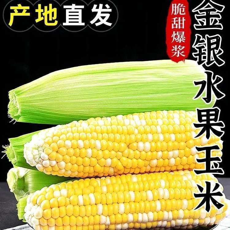 云南高原特产金银水果玉米现摘现发水果甜玉米甜脆可生吃清甜榨汁