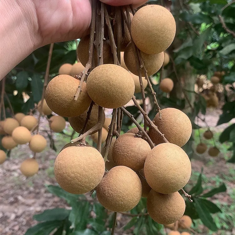 水南一号龙眼甜 新鲜水果农家当季超大桂圆3斤非储良石硖顺丰包邮