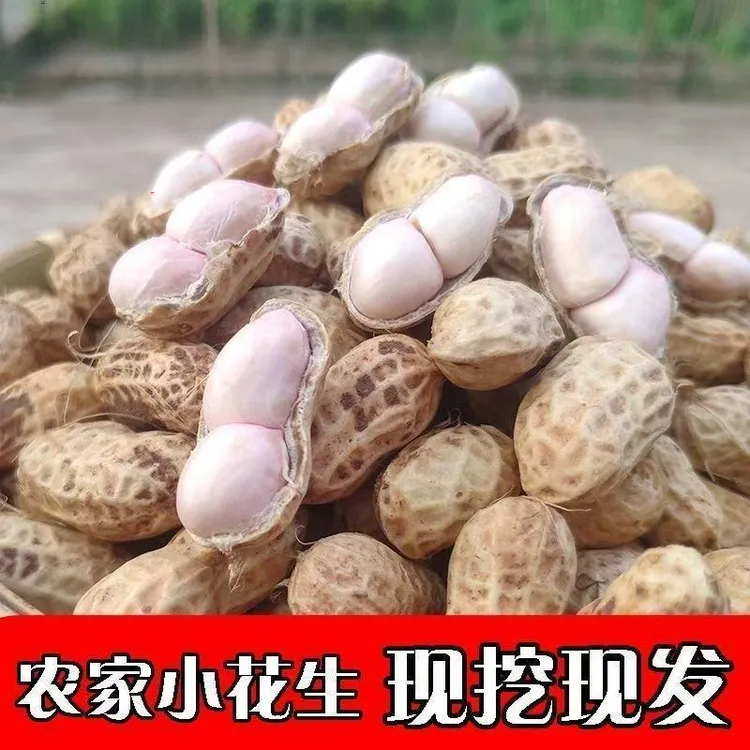自家种现采新鲜花生带壳粉红湿带水煮农家颗粒现挖泥花生粉皮