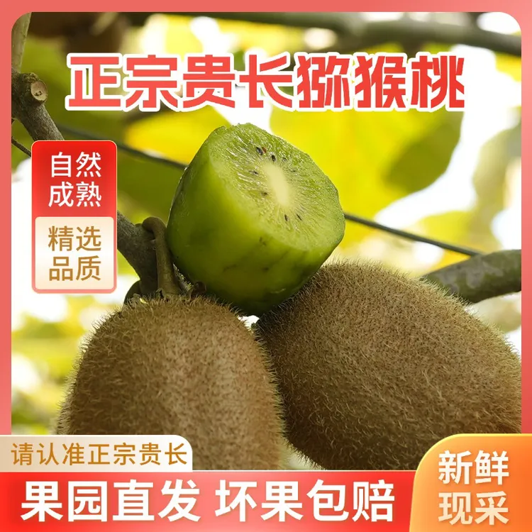 （达人专属5斤装）修文贵长猕猴桃新鲜应季水果猕猴桃贵州修文多汁