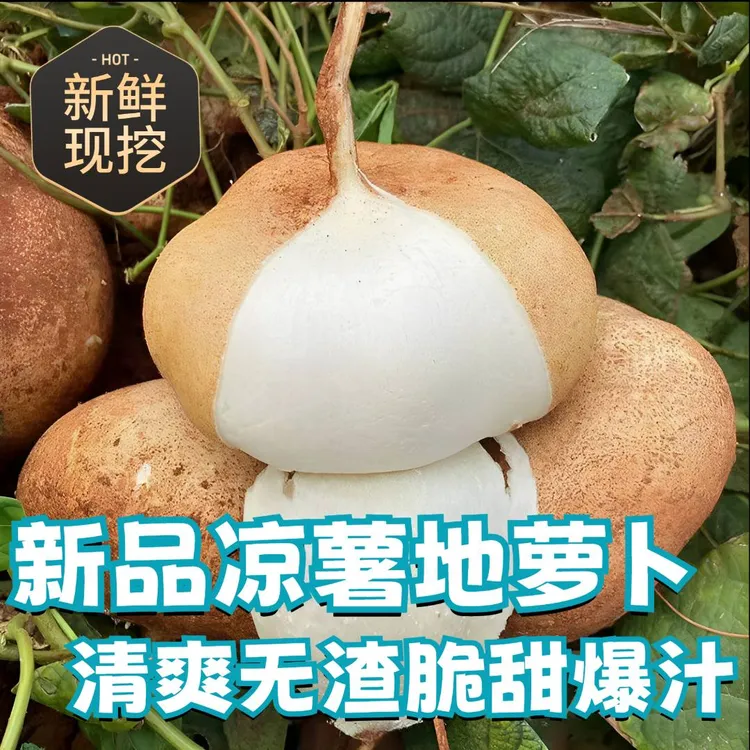 【新品广西凉薯】沙地清甜脆爽新鲜现挖无渣蔬菜沙葛地萝卜白地瓜