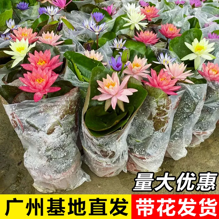 睡莲荷花莲花原土原盆带花苞成品四季开花水养池塘阳台水生植物sl