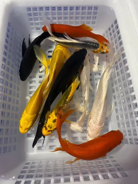 【10-13cm十全十美】冷水锦鲤草金观赏鱼