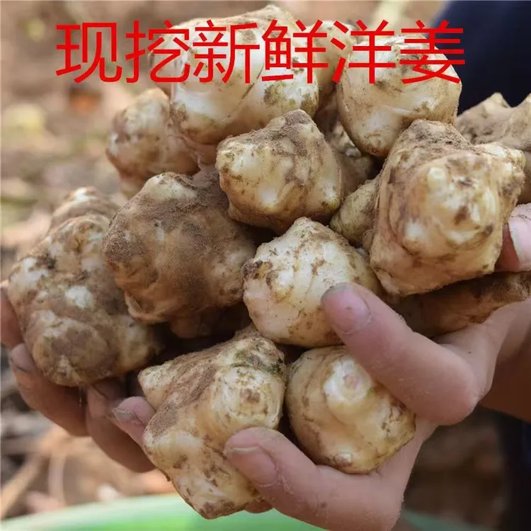 【超值9斤洋姜】【坏果包赔】5斤9斤现挖洋姜新鲜鬼子姜不辣地姜