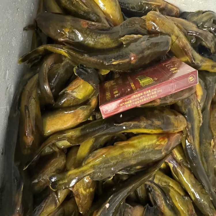 嘉荫江段牛尾巴鱼（去内脏前净重二斤）速冻邮寄