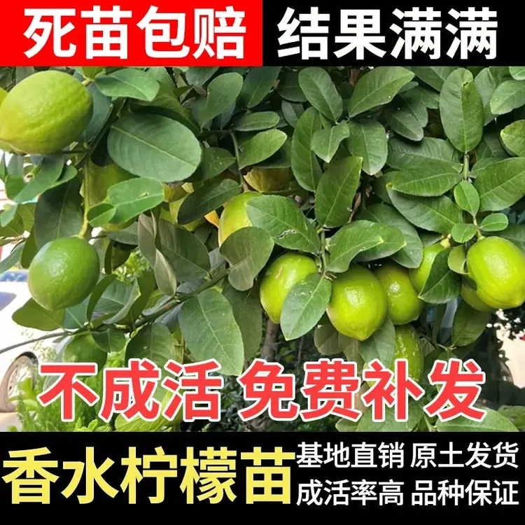 广东香水柠檬树苗盆栽地栽海南小青桔手指柠檬苗奶茶店用四季结果