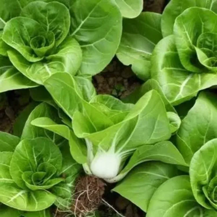 矮脚黄白菜种籽白雪公主青菜籽矮脚白菜种子奶白菜四季小白菜种子