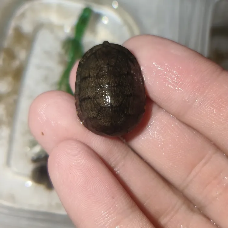 头盔龟全品头盔蛋龟不挑直发