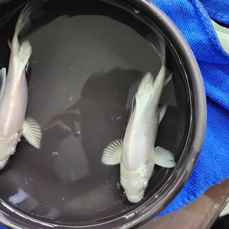 直播蝴蝶鲤普身圆手鳍大长尾
