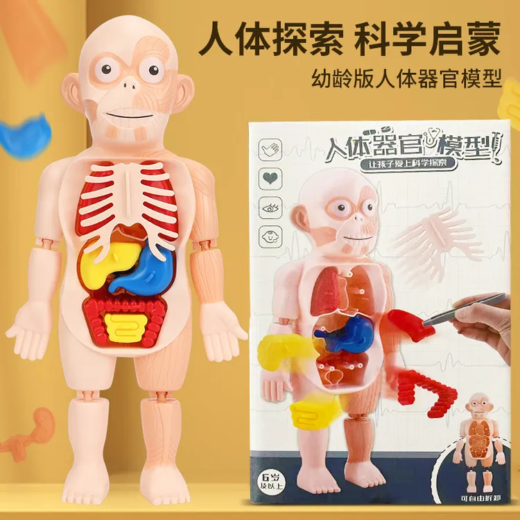 儿童启智科教人体器官模型摆件DIY拼装STEAM医学早教益智玩具