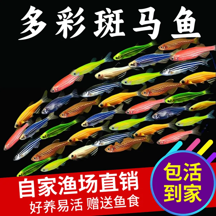 斑马鱼新手彩色热带鱼冷水观赏鱼淡水金鱼好养易活七彩糖果小型鱼