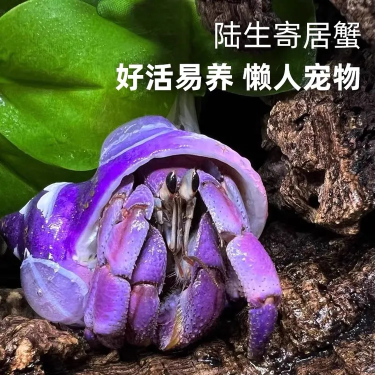 萌宠陆生寄居蟹活体好养易活 桌面萌宠 淡水观赏蟹螃蟹儿童礼物