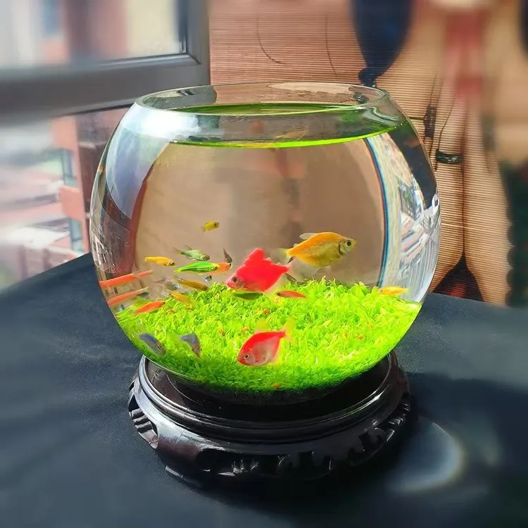 精选水草种子泥沙草缸净化水质水草小型斑马鱼七彩水养鱼缸海草泥