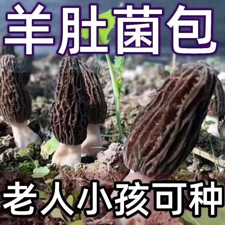 野生羊肚菌菇高产菌种植方便盆栽室内外都可浇水就长四季菌种家种