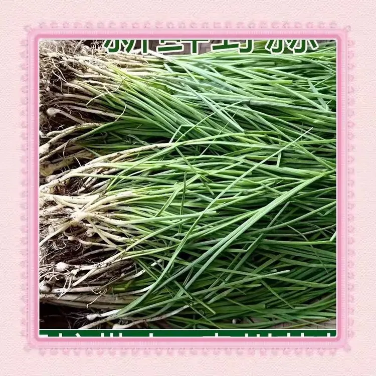 【营养丰富】贵州野葱现挖新鲜特产野山葱小野蒜头苦蒜小蒜薤白胡葱
