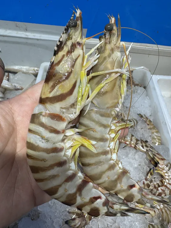 海捕虾  6个半头左右  顺风到家