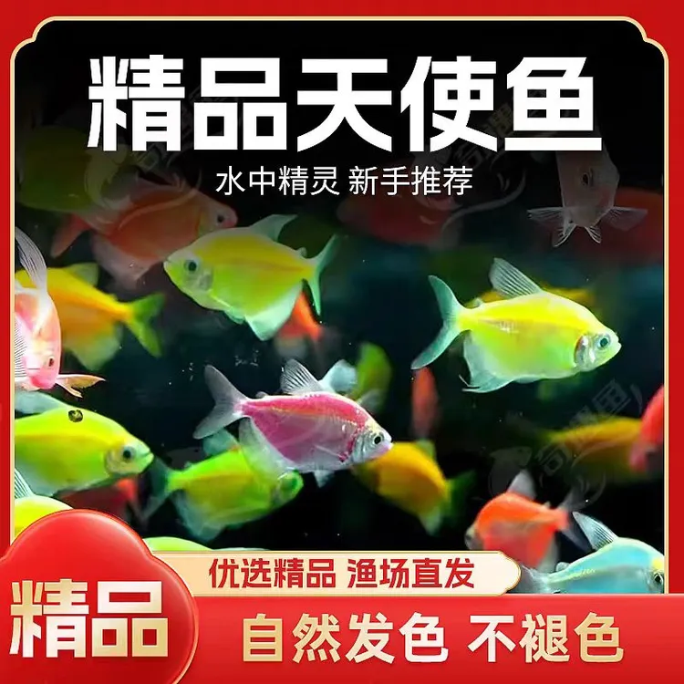 天使鱼七彩鱼斑马孔雀鱼热带观赏淡水鱼群游好养活观赏鱼鱼观赏鱼