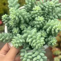 玉坠 （160盆）多肉植物 新手好养（全店满9.99包邮)