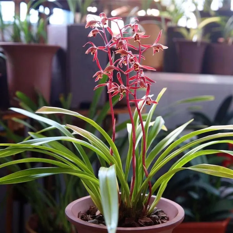 墨兰兰花中国红盆栽浓香型室内外花卉绿植好养四季常青