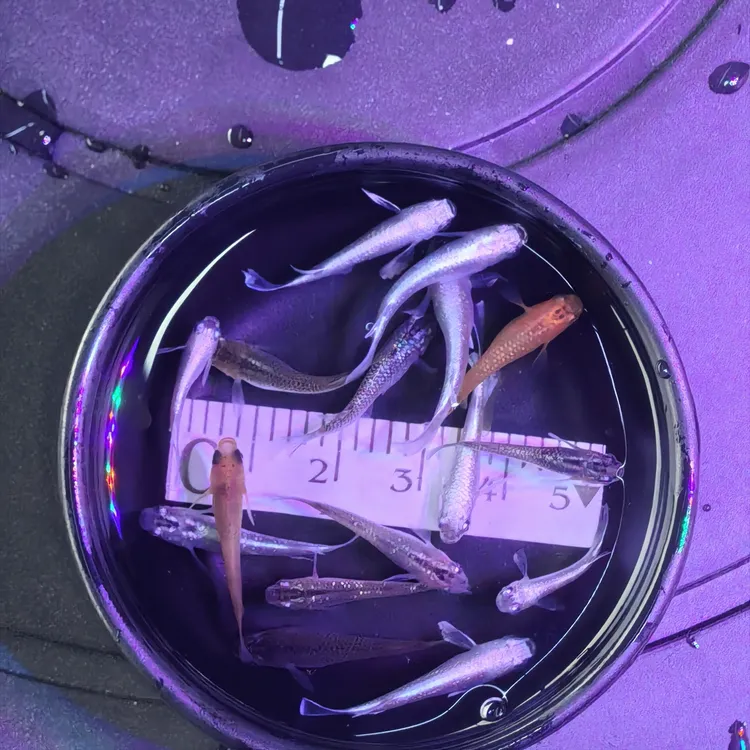 青鳉-精品任选随机20条