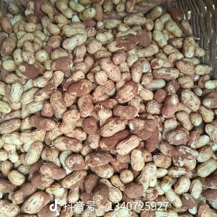 新鲜带壳花生，农户自种可水煮生吃
