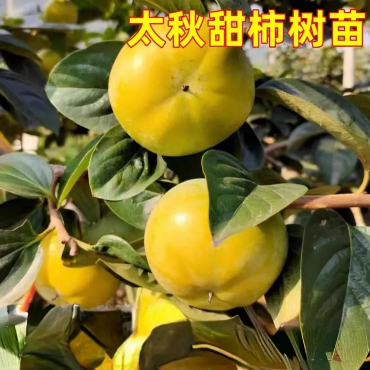 太秋阳丰磨盘火晶柿子太雅辉太郎黑柿子树苗大果无籽南方北方种