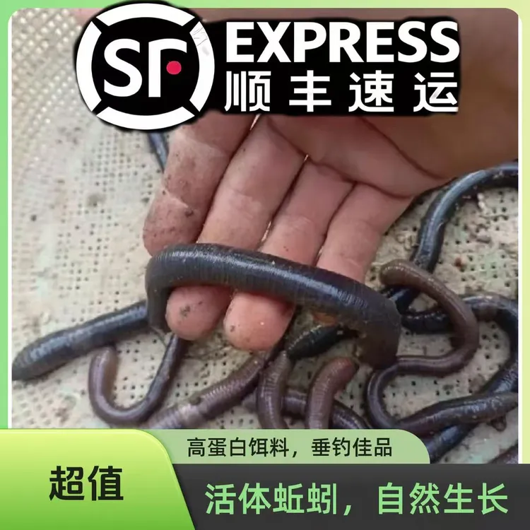 鲜活广地龙黑蚯蚓特大蚯蚓钓黄鳝地笼蚯蚓钓鱼垂钓蚯蚓活饵鲜活