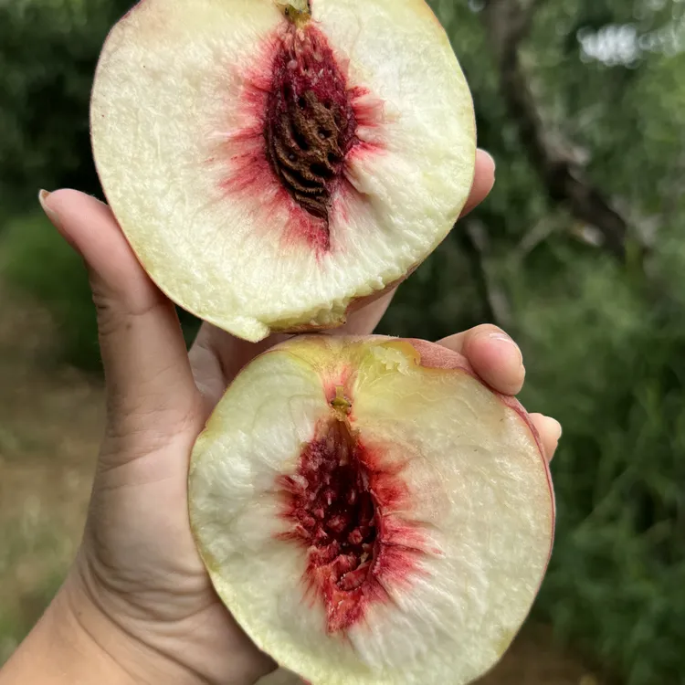 湖北脆甜爽口毛桃农家自种新鲜当季水果