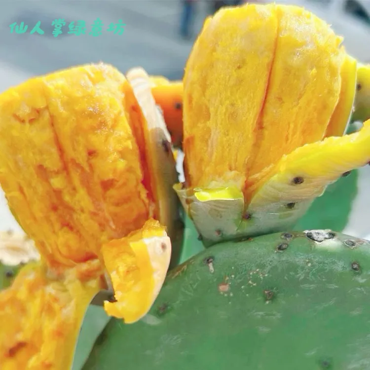 【宝塔】大黄果仙人掌可种植 嫁接 食用开花结果 室内多肉盆栽