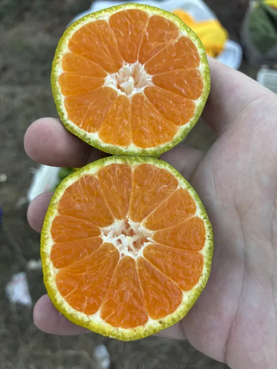 湖南常德石门柑橘，大芬四号。石门蜜橘特早熟现采现发蜜桔小果品种