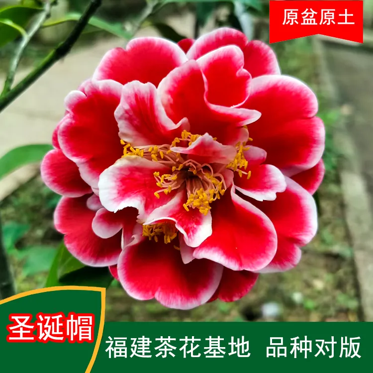 圣诞帽珍贵茶花品种观花绿植室内外花卉阳台庭院茶花基地山茶花