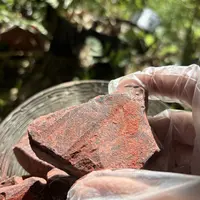 1【龙-血-竭-菇】净含量150g-1000g【小小现收】