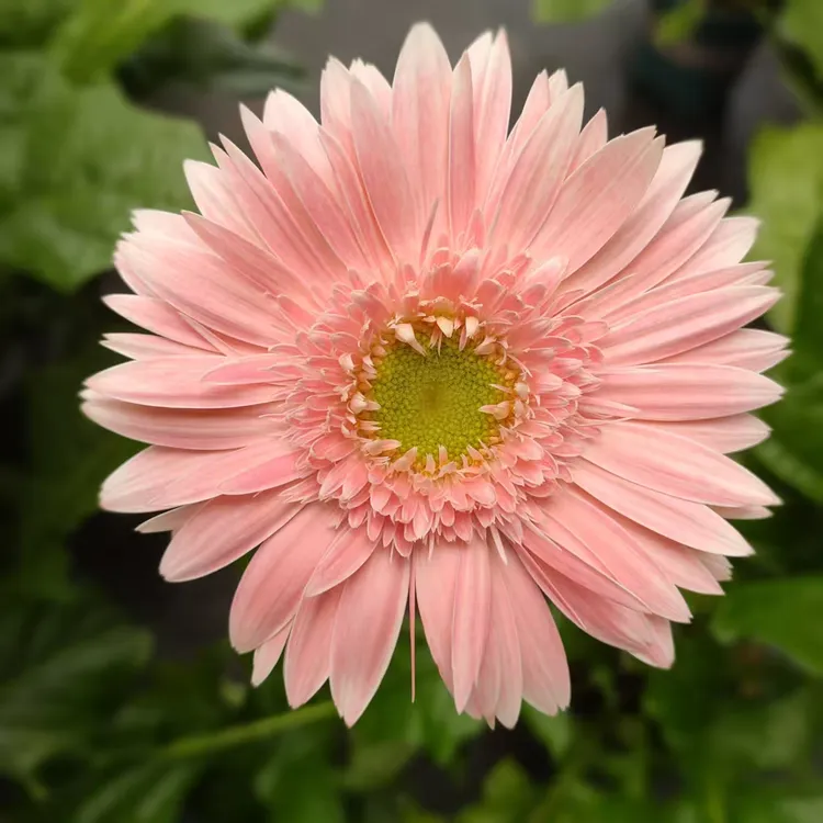 （绿眼粉黛）高杆非洲菊四季开花多年生宿根苗花卉地栽盆栽阳台庭院