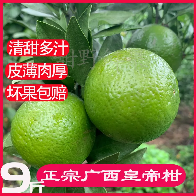 广西正宗皇帝柑新鲜现采现发清甜多汁桔子整箱包邮