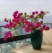 【李先生】花叶红~三角梅盆栽适合阳台庭院楼顶四季开花勤花