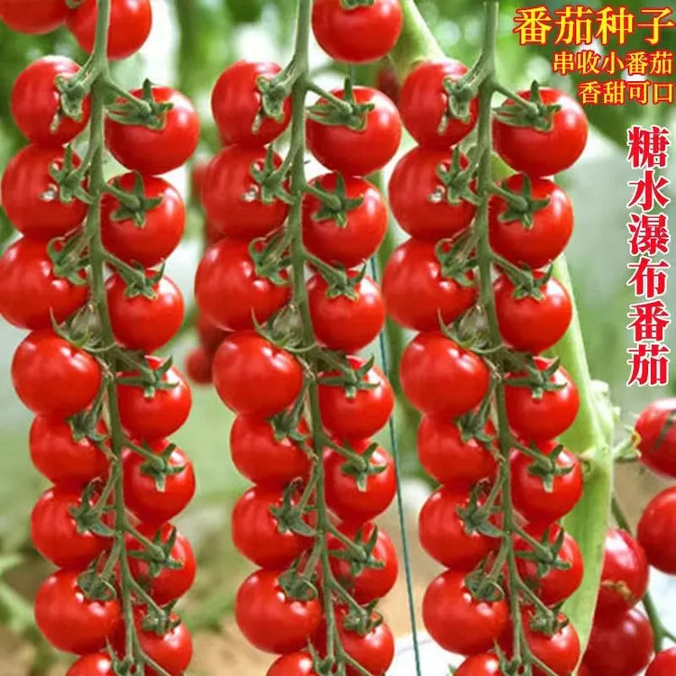 瀑布番茄种子樱桃串串小番茄圣女果春季庭院阳台盆栽串收小番茄