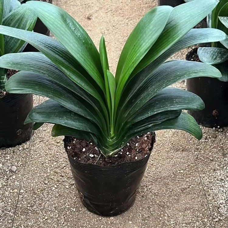 君子兰盆栽高贵客厅办公室好养耐寒耐热开花高档高端花苗