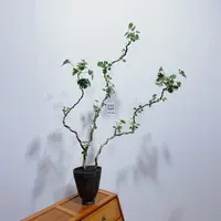 【花叶福禄桐】意境款造型盆景福禄盆栽四季好养室内办公室植物