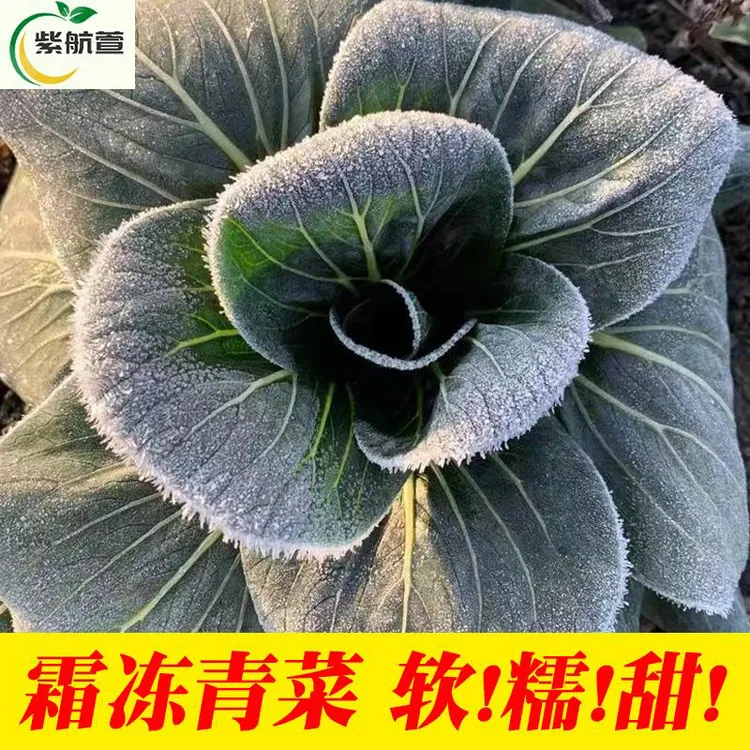 苏北露天小青菜苏州青2斤5斤嫩现摘现发新鲜采摘发货