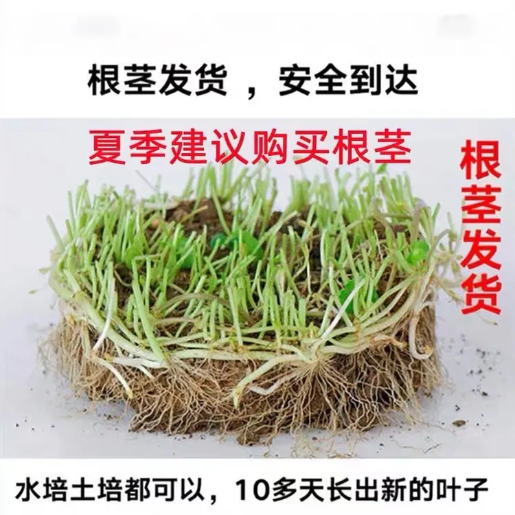 铜钱草根茎绿植盆栽室内阳台土培水培绿植庭院发货
