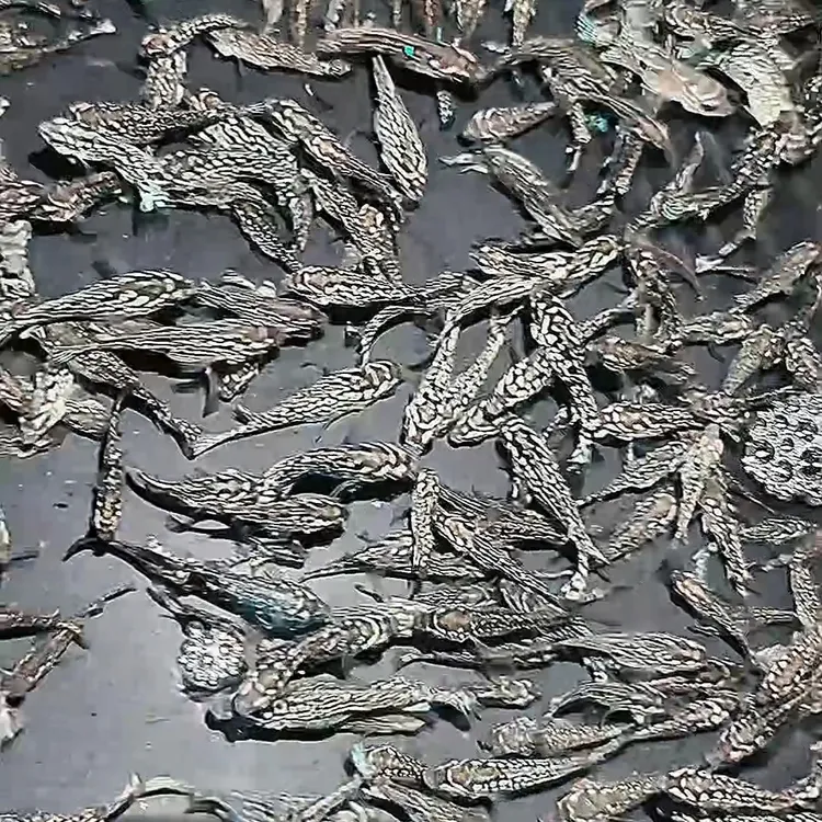 泰国进口罗汉鱼鱼苗活体佳佳直播间看鱼为准2