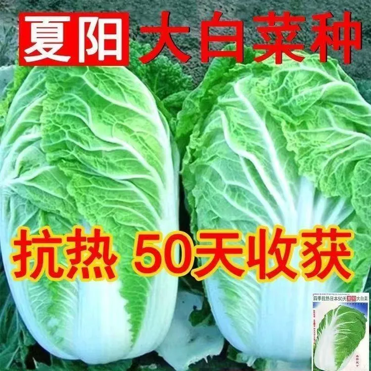 【全场满5包包邮】夏阳大白菜种子 夏季越夏抗热50天 早熟蔬菜 